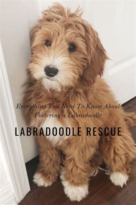 Labradoodle rescue - To find additional Labradoodle dogs available for adoption check: Pennsylvania, New York, Maryland, Delaware, or Connecticut. Or check out the complete list of all Labradoodle Rescues in the USA! Find rescues groups dedicated to other dog breeds in New Jersey: Big Dog Rescues, Small Dog …